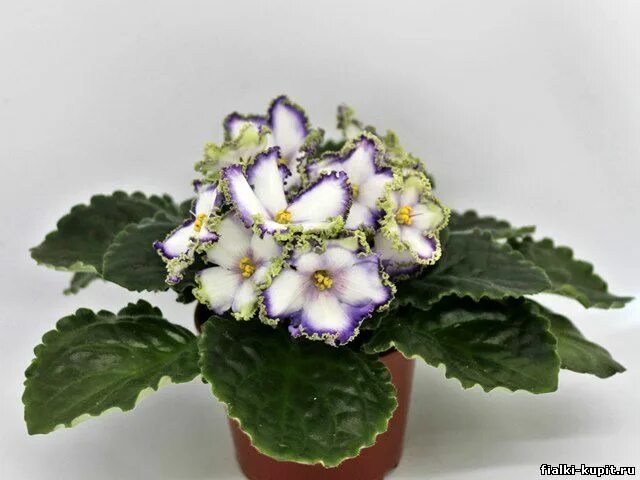 Фиалка нк вечная молодость. Фиалка вечный. Фиалка вечный. Ле-майя фиалка. Фиалка нк вечная молодость.