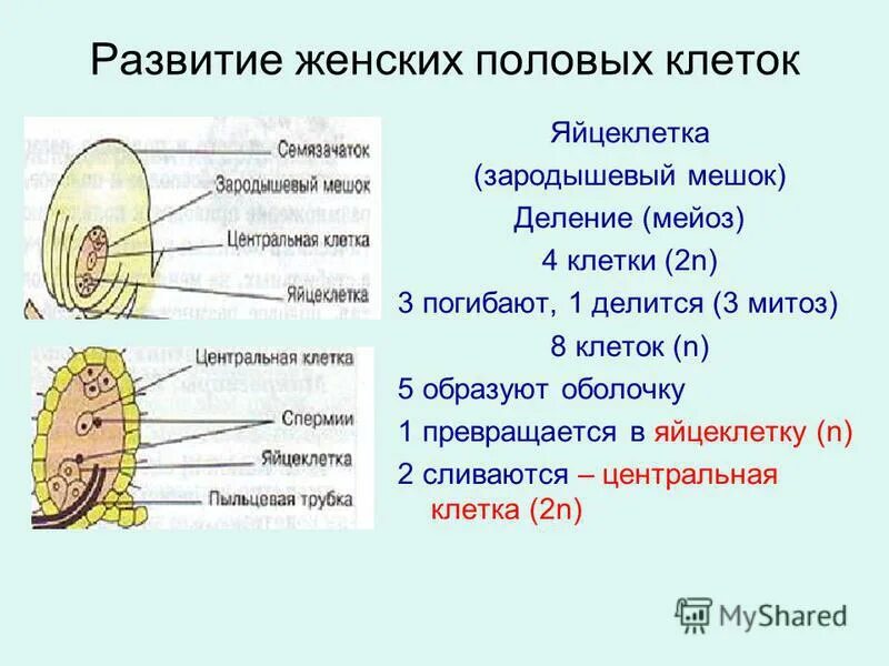 Какие клетки зародышевого мешка участвуют в оплодотворении