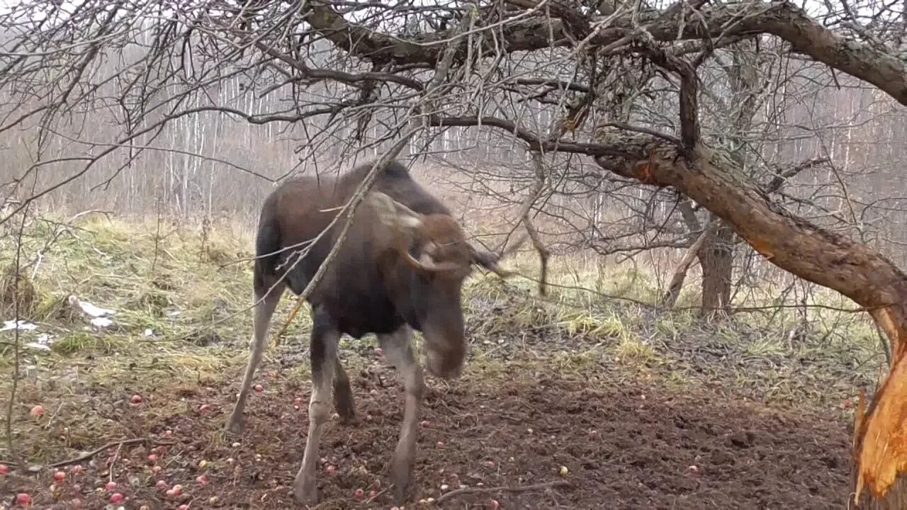 Лось застрял. Браконьерские петли на лося. Браконьерская охота на лося петлями.