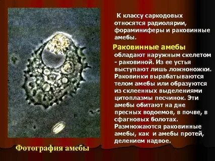 Раковинная амеба фораминиферы