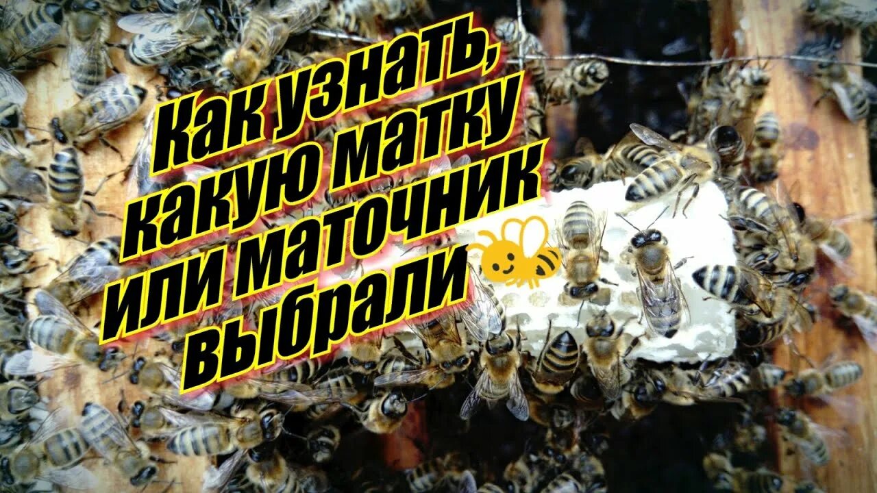 Как отличить маточное