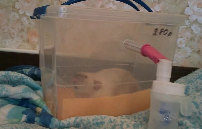 ингаляции крысам. ингаляционные камеры для лабораторных животных. ингаляционные камеры для лабораторных животных. ингаляционная камера для крыс. оксигенотерапия для животных.