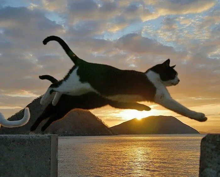 Кошка в прыжке. Грация кошки. Грациозность кошки. Коты прыгают.