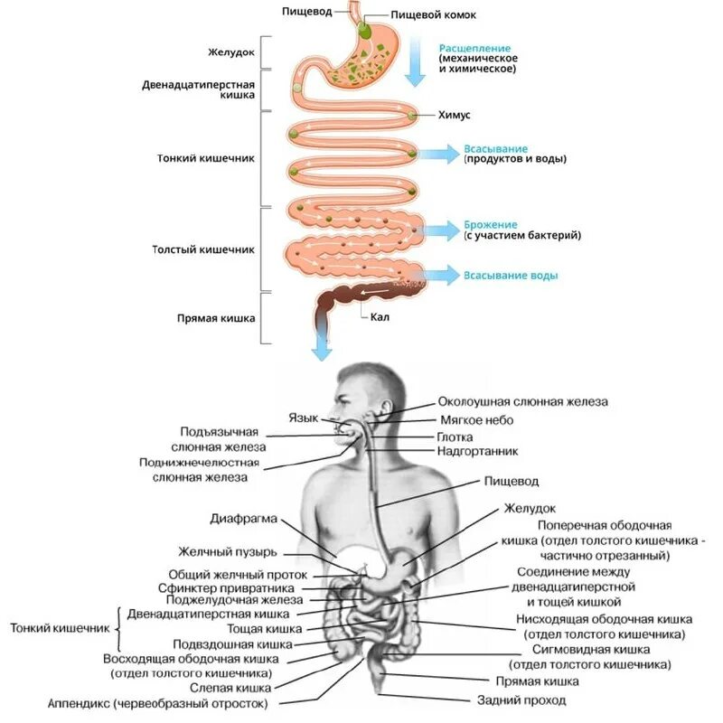 Через какое время пища попадает в кишечник. Скорость усвоения продуктов таблица. Сущность питания. Через какое время пища попадает в кишечник. Схема желудочно-кишечного тракта.