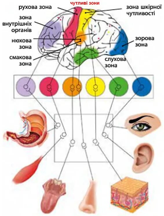 Слуховая обонятельная зона