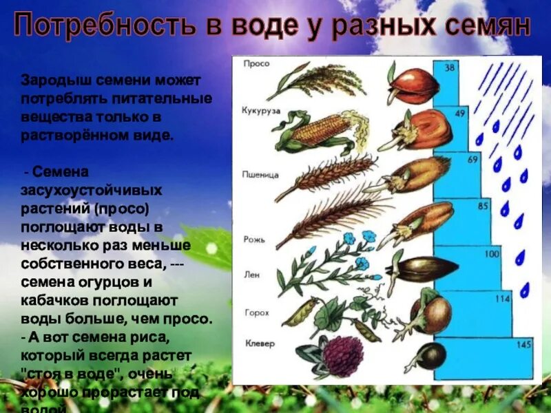 Презентация условия прорастания семян. Питательные вещества в семени. Семена различных растений. Семена растений биология. Строение и прорастание семени.