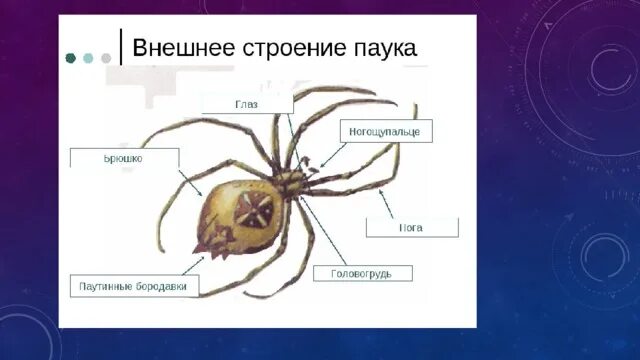 Внешнее строение паука. Строение паука. Строение паука для детей. Внутреннее строение паука. Биология паукообразные тест