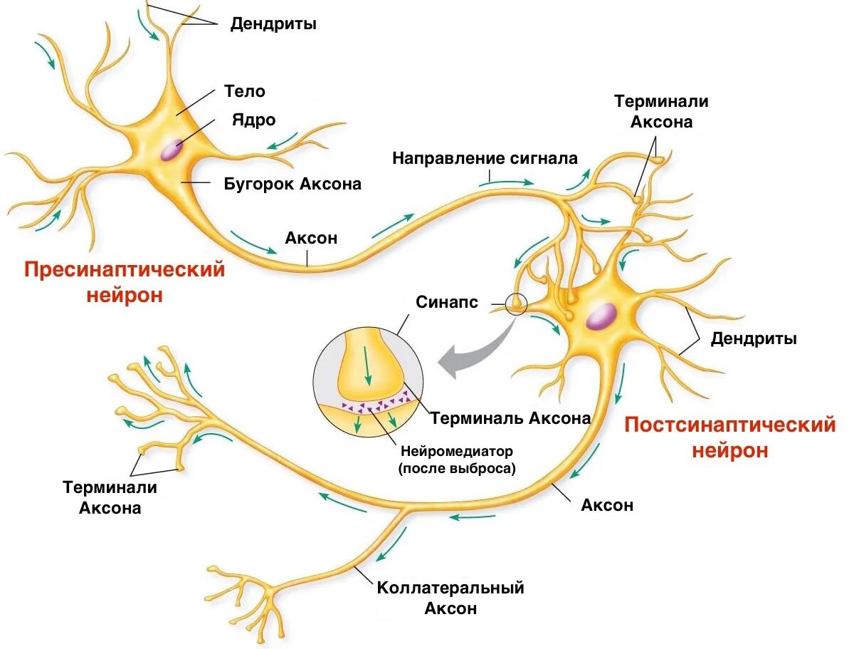 Нервные действия. Строение нейрона Аксон дендрит синапс. Строение нейрона и синапса. Схема строения двигательного нейрона. Схема строения нейрона и синапса.