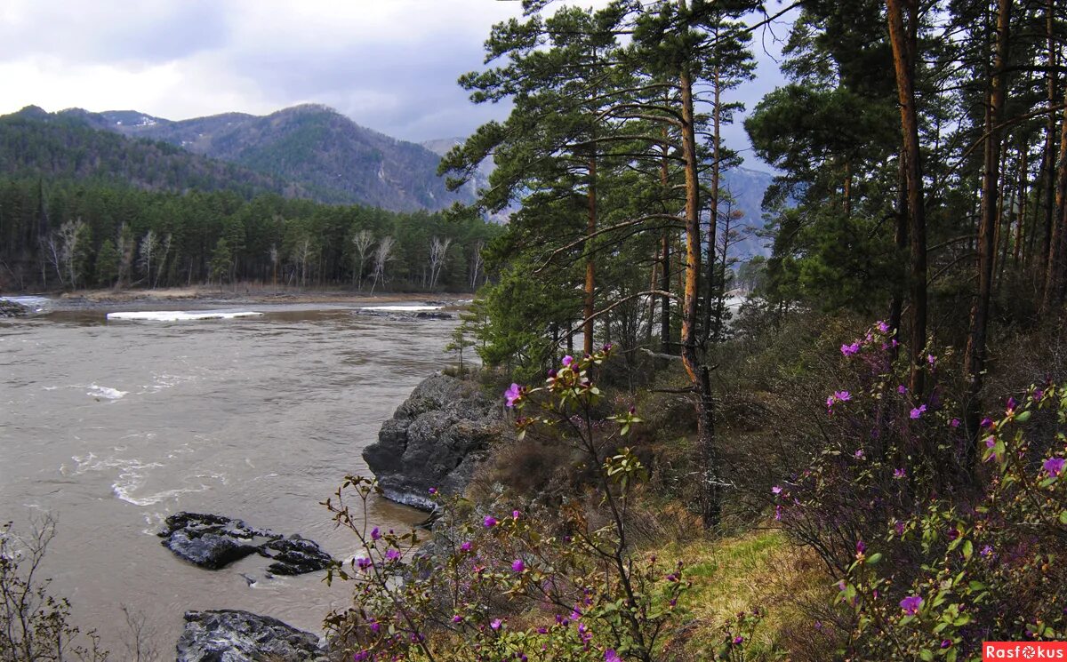 маральник семинский перевал эркен. начало мая. открытки на алтайском языке. перевал на телецкое озеро кату ярык. алтай маральник катунь.