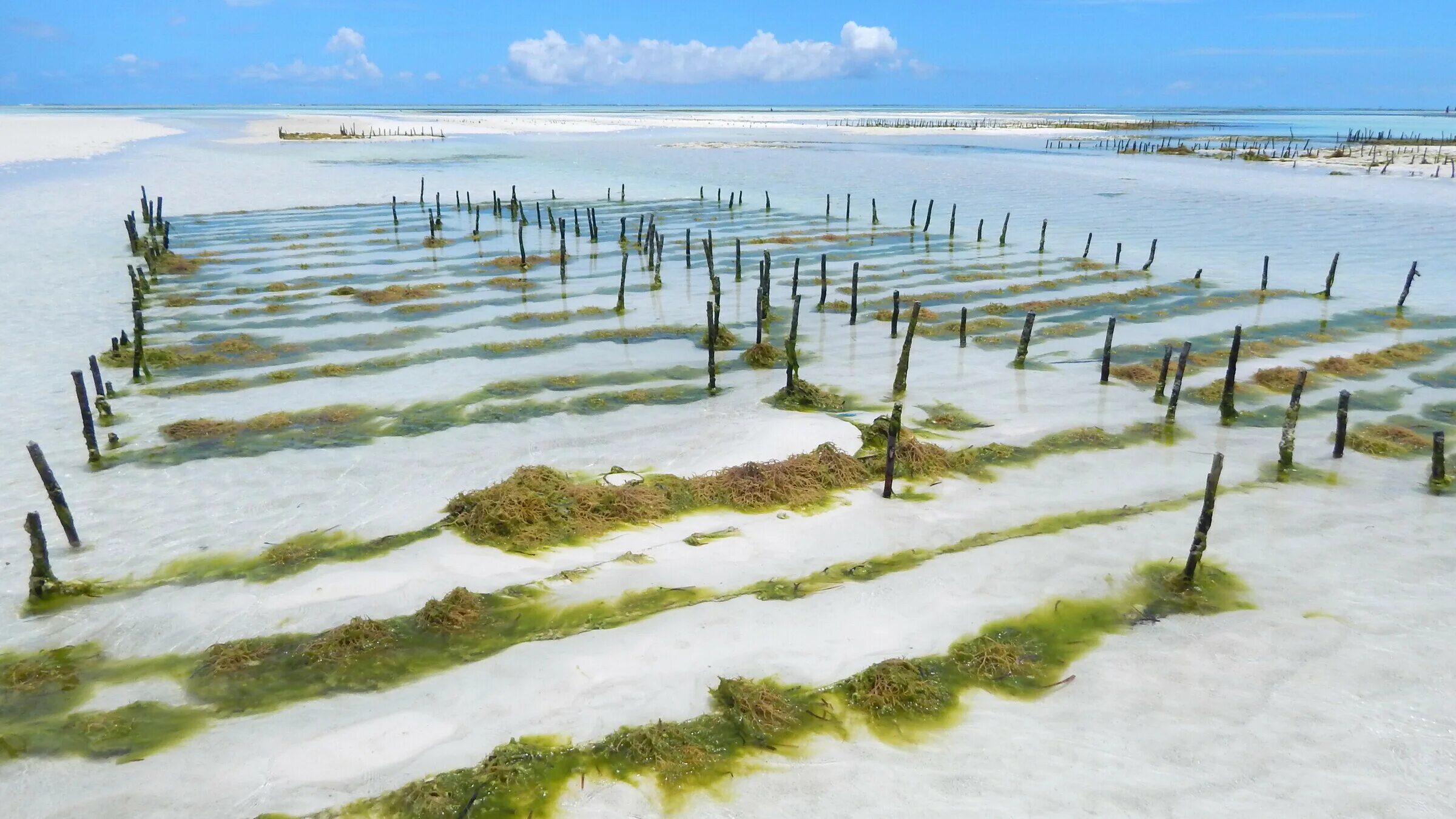 Культивирования водорослей. Ферма морских водорослей Занзибар. Ферма ламинарий. Марикультура водоросли.