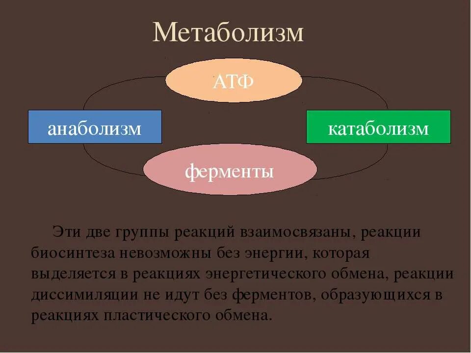 Процесс диссимиляции соответствует. Катаболизм и анаболизм. анаболизм и катаболизм простыми словами. взаимосвязь анаболизма и катаболизма. анаболический и катаболический процесс.