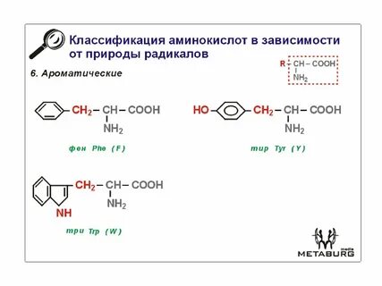 Аминокислоты различаются радикалом