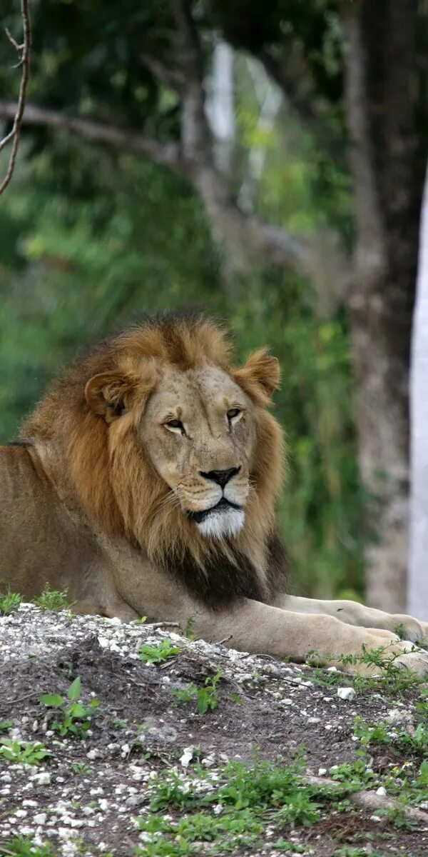 King of beasts