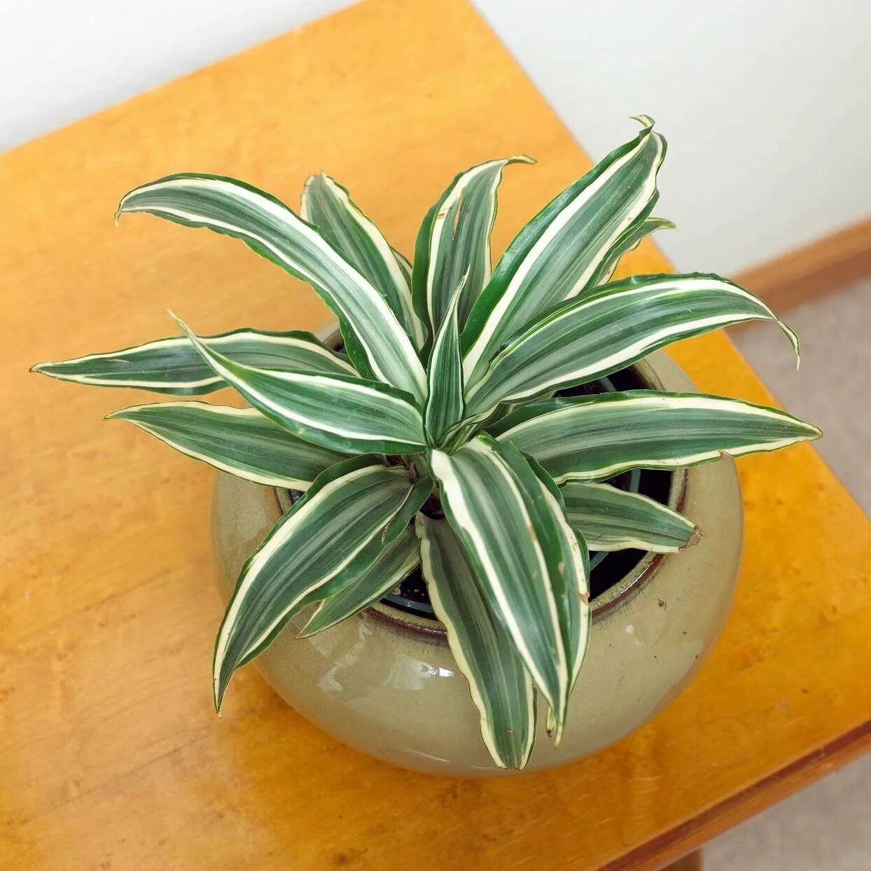 Dracaena Deremensis. Dracaena Deremensis warneckii. Драцена деремская полосатая. Драцена White Green.