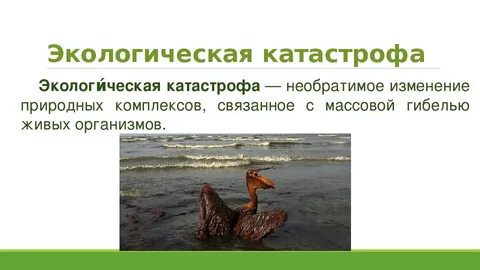 Название экологической катастрофы