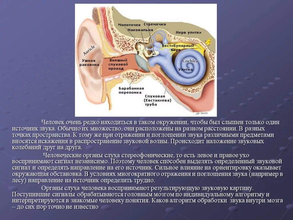 Ухо человека способно улавливать звук с частотой. Стереофонический слух. Стереофонический слух у человека. Поглощение звука. Психоакустика расположение звука в пространстве.