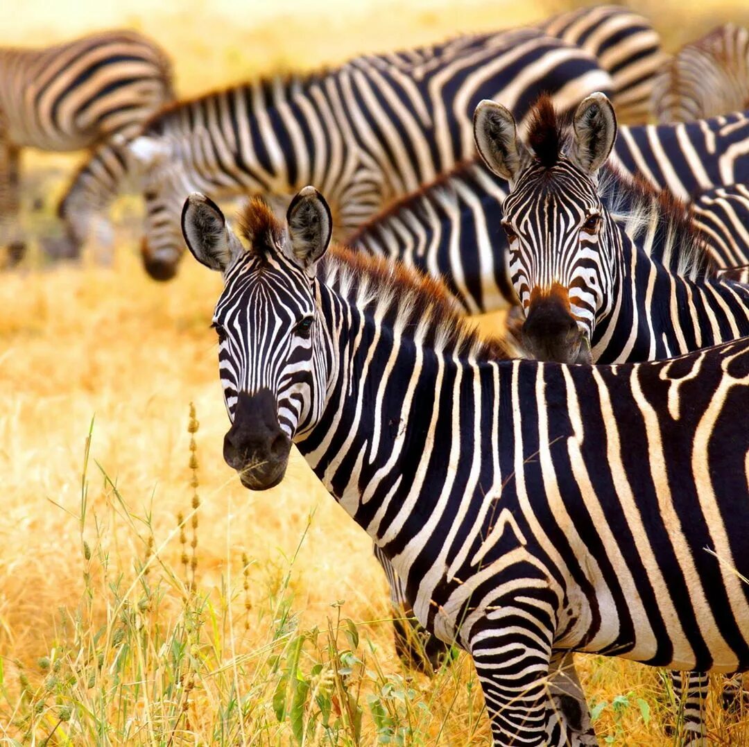 Zebra lanes