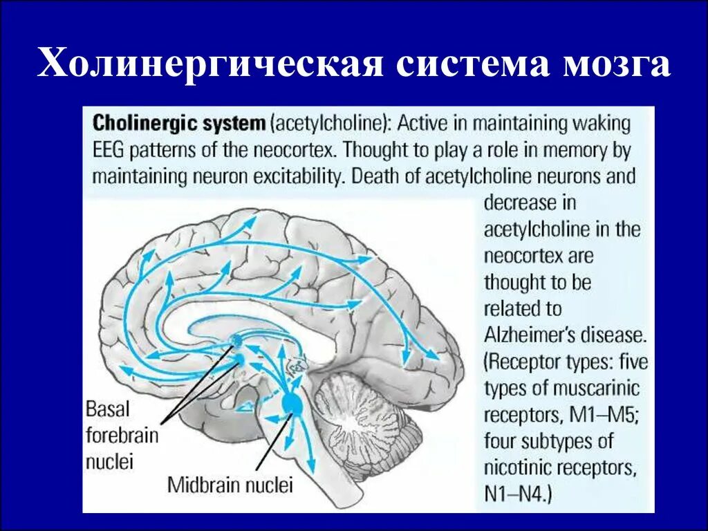 Мозг строение нейроны мозга. Холинергическая система мозга. холинергические структуры. холинергические структуры мозга. холинергическая система переднего мозга.