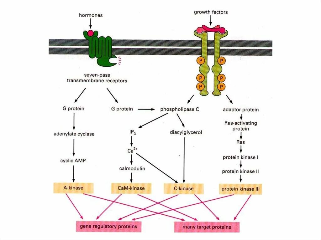 Pi3k/akt сигнальный путь. 5 growth factors. Рецепторы и токсины. What is economic growth. Medi-peel крем для глаз с эффектом ботокса 5gf eye tox cream 40 мл.