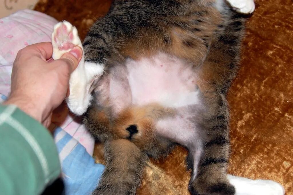 Кот между лопаток