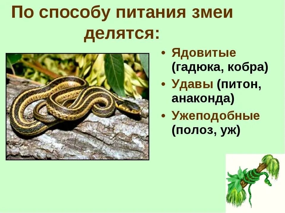 Змея представители. Змея класс отряд вид. змеи представители. неядовитые змеи названия. подотряд змеи представители.