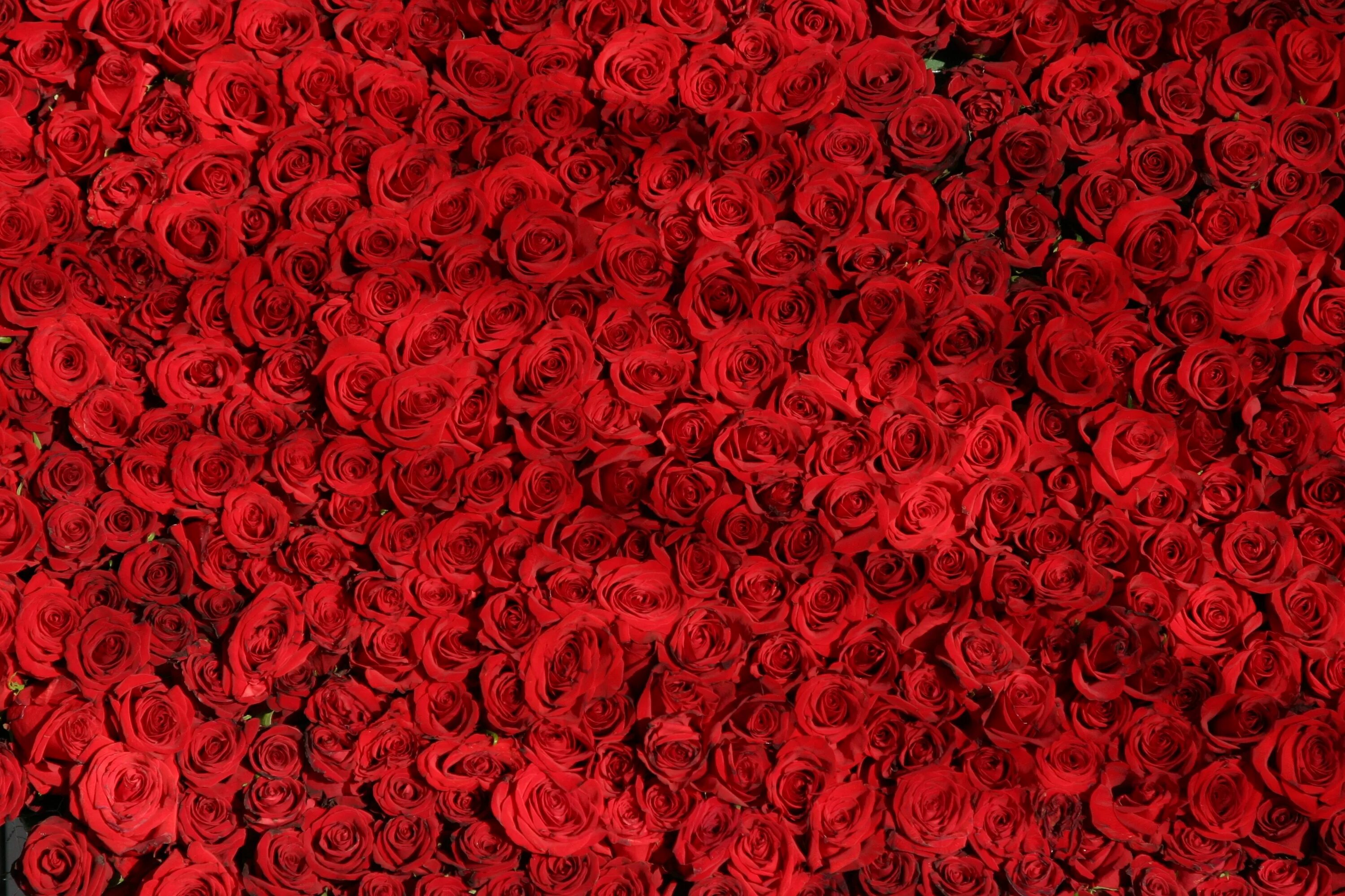Найди цветок розы. Красные розы. Много роз. Розы фон. Красный фон с цветами.