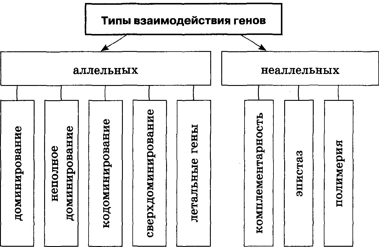 Схема взаимодействия аллельных и неаллельных генов. Схема типы взаимодействия аллельных генов. Виды взаимодействия аллельных и неаллельных генов. Формы взаимодействия аллельных и неаллельных генов.