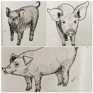 Простая свинья
