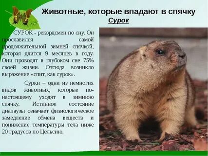 Животные впадающие в спячку зимой доклад