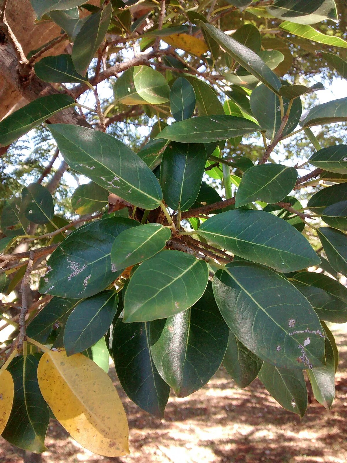 Фикус велютина Ficus velutina. Фикус Вирджиния. Фикус Капский. Фикус нимфаэфолия.