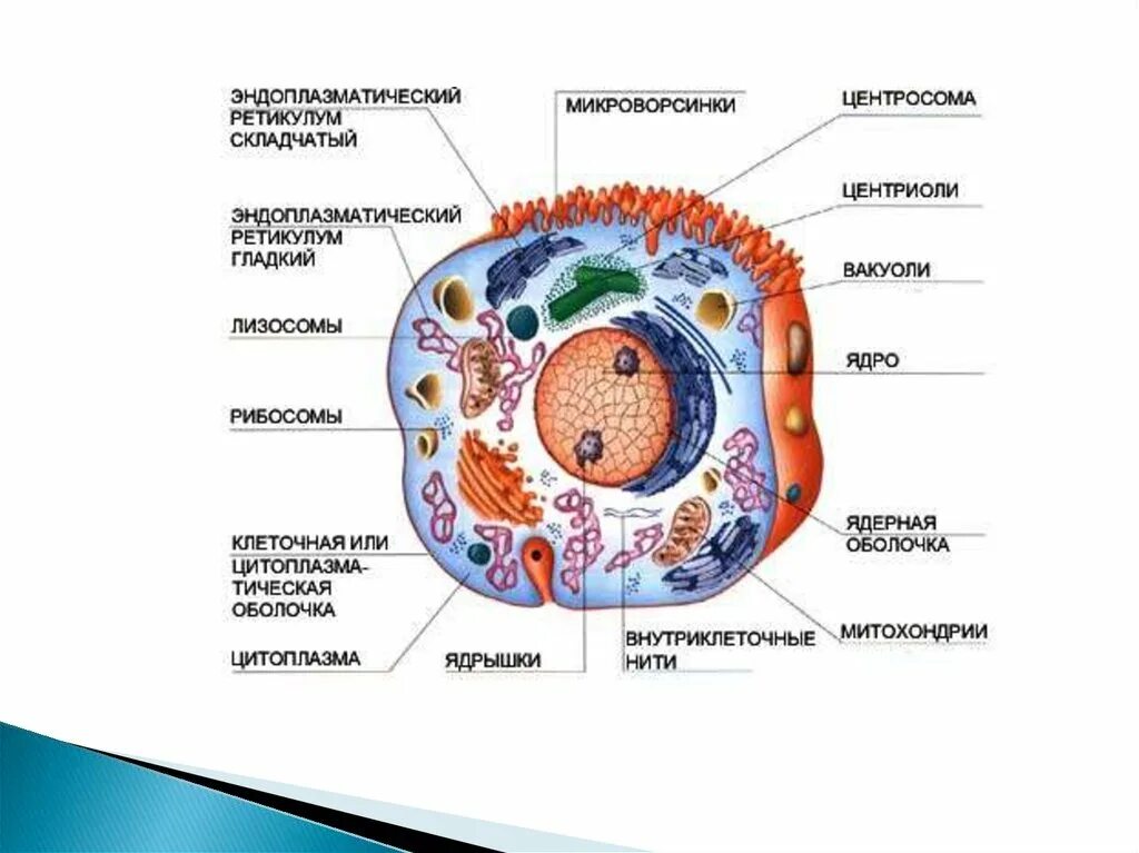 Организации эукариотической клетки. Строение одноклеточных эукариот. Строение животной клетки эукариот. Строение клеток эукариотических организмов. Эукариоты ядерные.