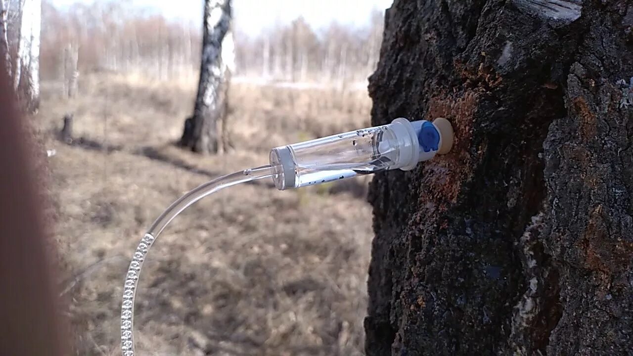 Березовый сок с помощью капельницы. Капельница для сбора березового сока. капельник для сбора березового сока. кран для березового сока. сбор березового сока.
