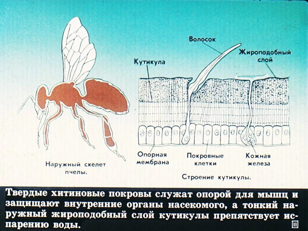 Строение кутикулы насекомых. Строение покровов насекомых. Покровы тела и опорно двигательная система насекомых. Строение кожных покровов насекомых. Кожа беспозвоночных