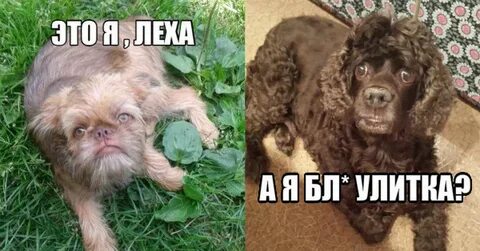 Леха помоги