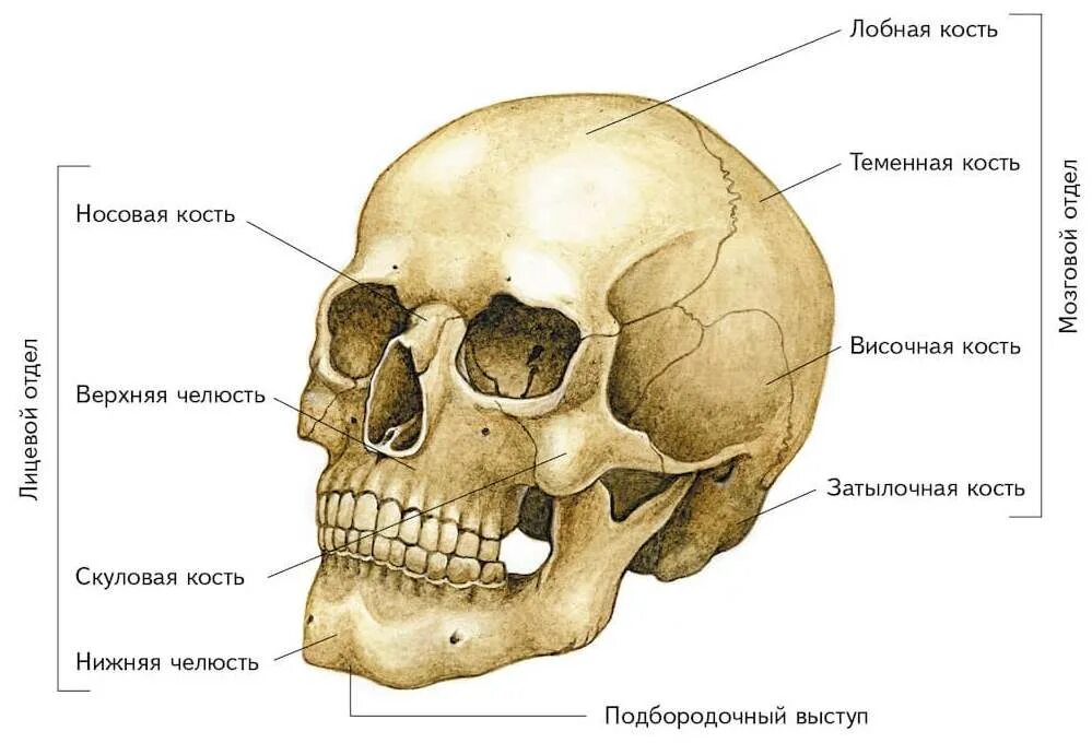 Строение черепа человека. Анатомия человека кости скелета черепа. Строение скелета головы человека. Осевой скелет череп. Скелет головы решетчатая кость.
