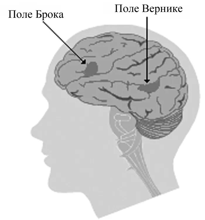 Центр речи в мозге человека. Мозг зоны Брока и Вернике. Речевые центры Брока и Вернике. Центры Брока и Вернике в головном мозге. Зона Вернике.