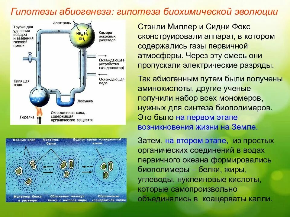 Опарин гипотеза. Биохимическая Эволюция Опарина Холдейна. Биохимическая гипотеза Опарина х. Этапы биохимической эволюции Опарина-Холдейна. Этапы биохимической эволюции Опарина Холдейна этапы.