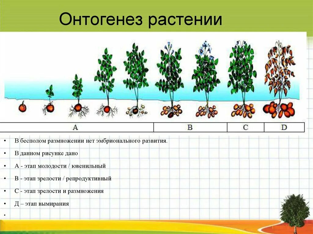 Периоды индивидуального развития растений. Периодизация онтогенеза цветковых растений. Онтогенез цветковых растений таблица. Основные этапы онтогенеза растений. Стадии онтогенеза растений.