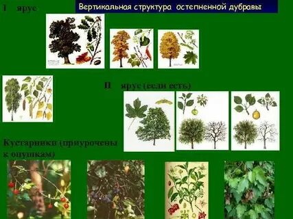 Преобладающая форма растений