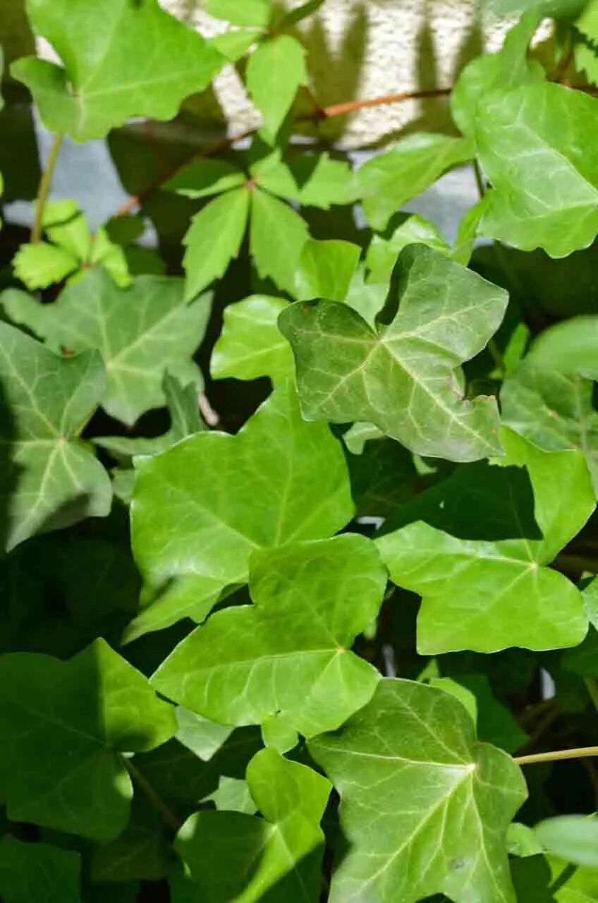 Плющ Hedera. Плющ Hedera Helix. Плющ обыкновенный (Hedera Helix). Плющ иберийский (Hedera Iberica). Плющ свет