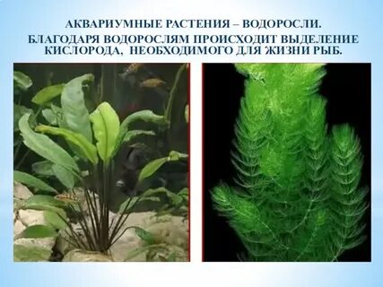 Растения в жизни рыб