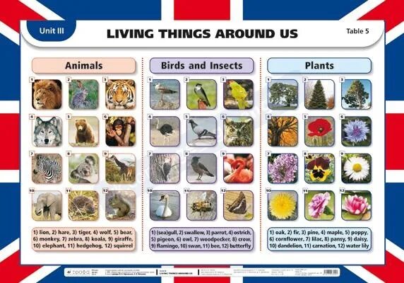 Living things around us. Living things around us презентация. Living things around us Unit 4 проект. Living things around us 7 класс презентация. Living things around us контрольная работа