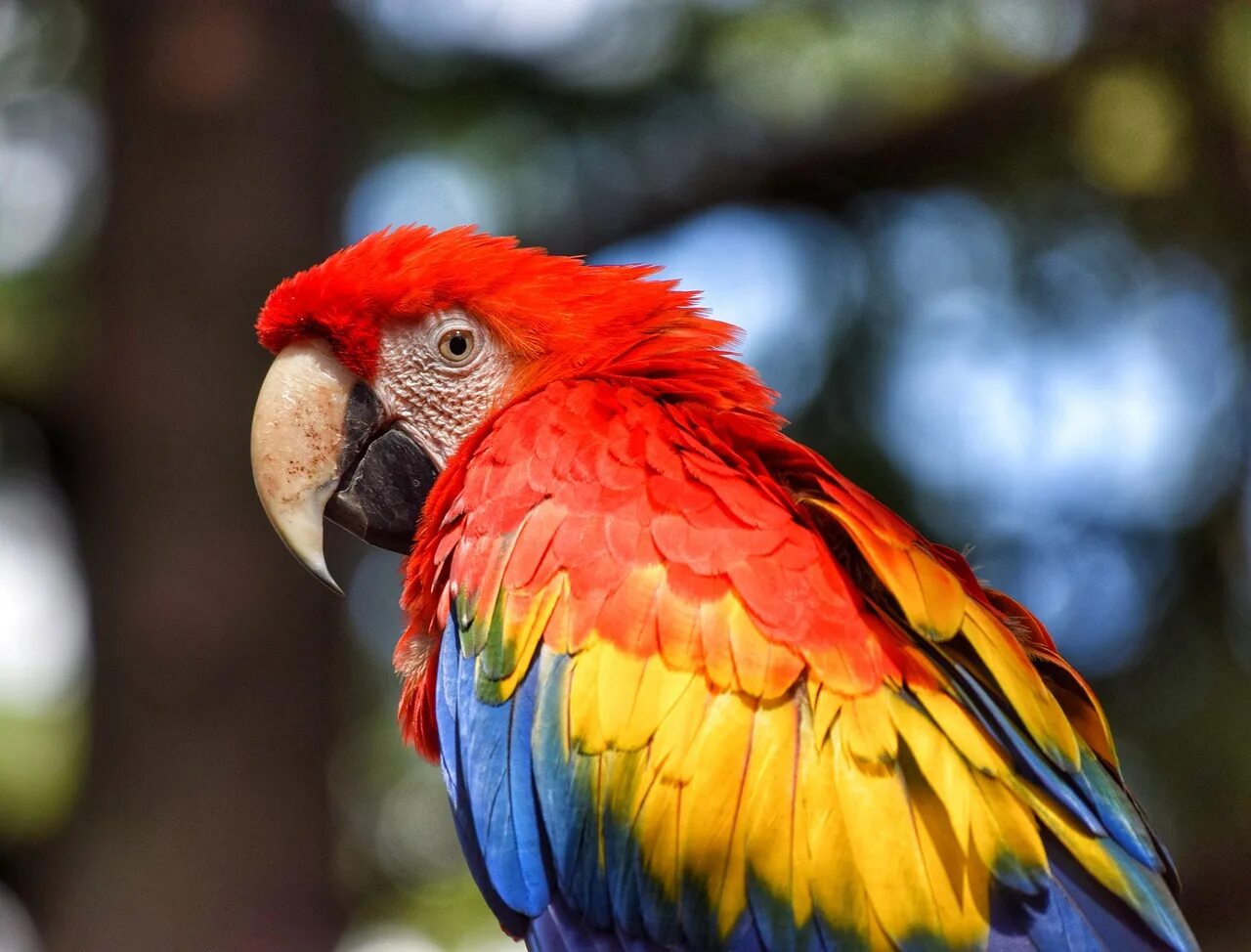 Фото попугая. Попугай Паррот. Кубинский трехцветный попугай. Попугай Macaw. Попугай ара красный хохлатый.
