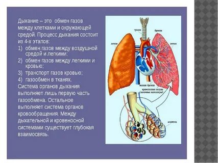 Система органов дыхания газообмен
