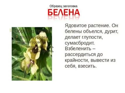 Белена объелся