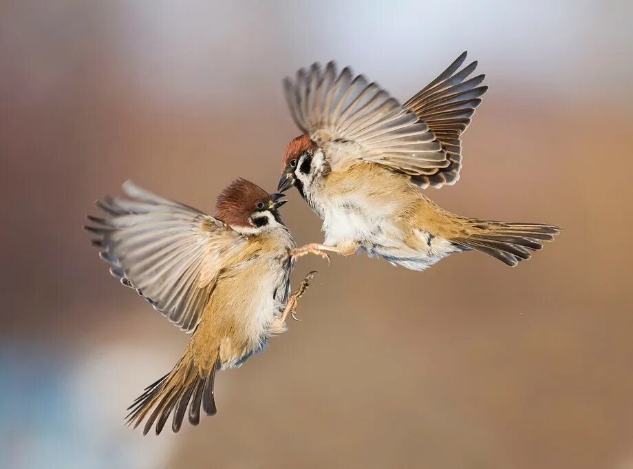 X birds. Птицы. Воробьи любовь. Несколько птиц. Два воробья.