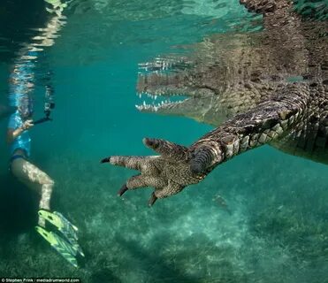 Крокодилы в красном море