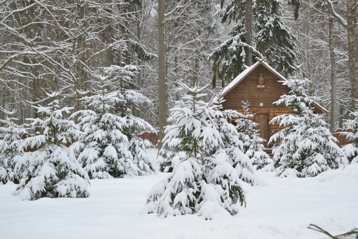 у лета на опушке жила зима