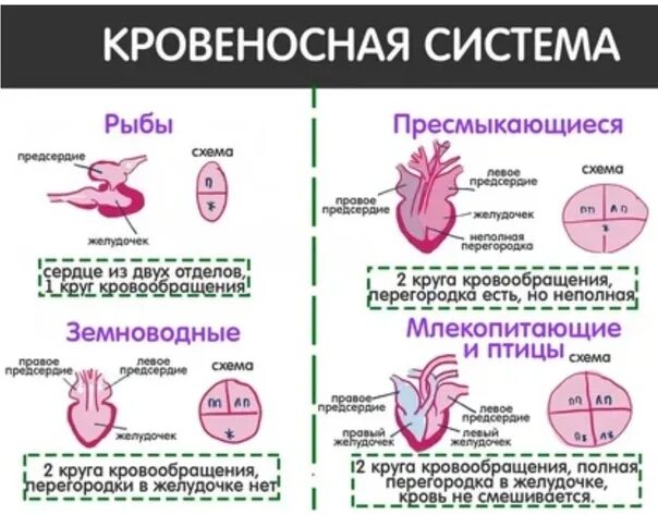 Эволюция кровеносной системы хордовых животных. Схема кровеносной системы позвоночных животных. Кровообращение животных таблица. Строение кровеносной системы хордовых. Кровообращение животных таблица.