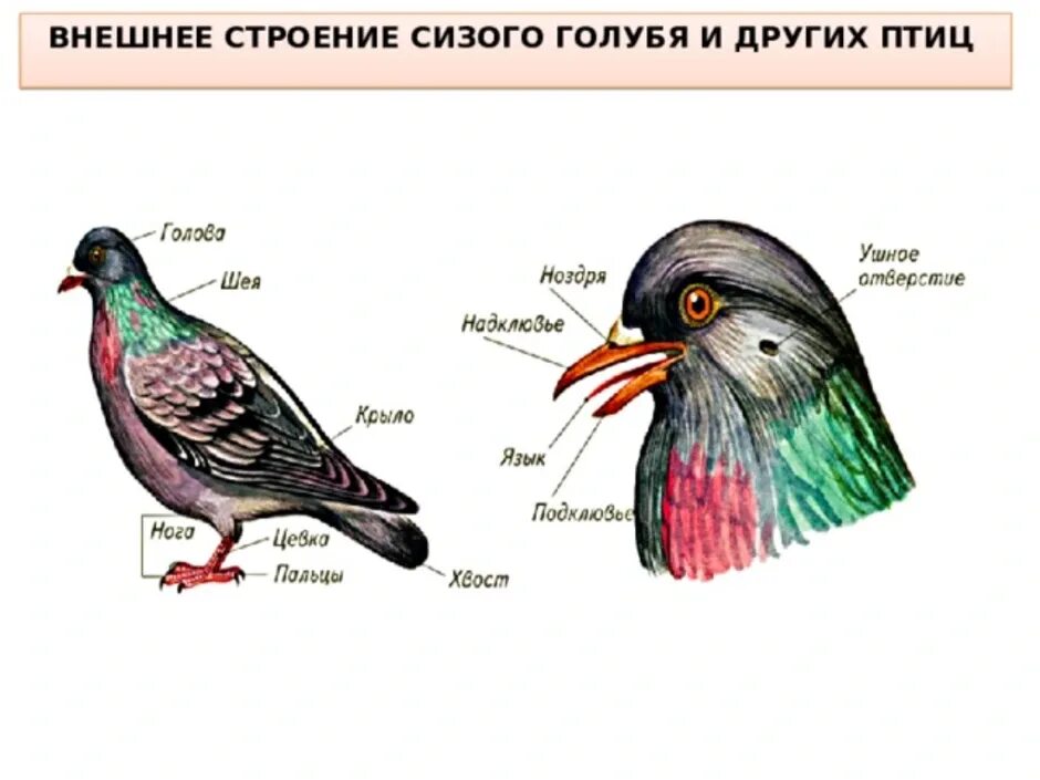 Внешне строение сизого голубя. Строение туловища голубя внешнее. Внутреннее строение сизого голубя. Сизый голубь строение тела.